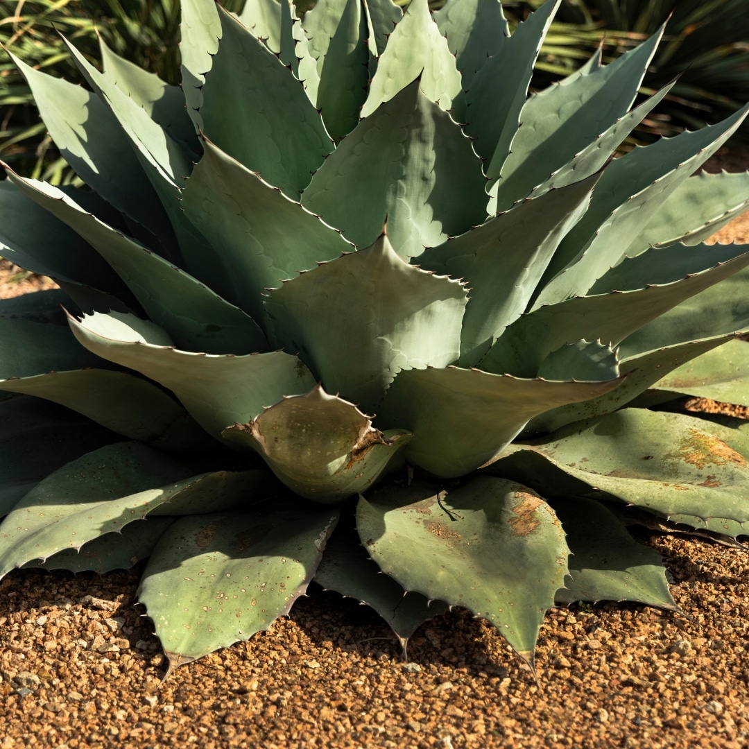 Xeriscaping in Fort Lupton, CO